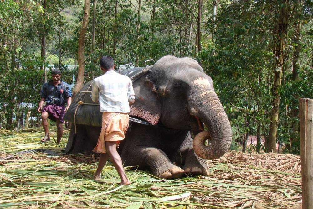 Carmelagiri Elephant Park